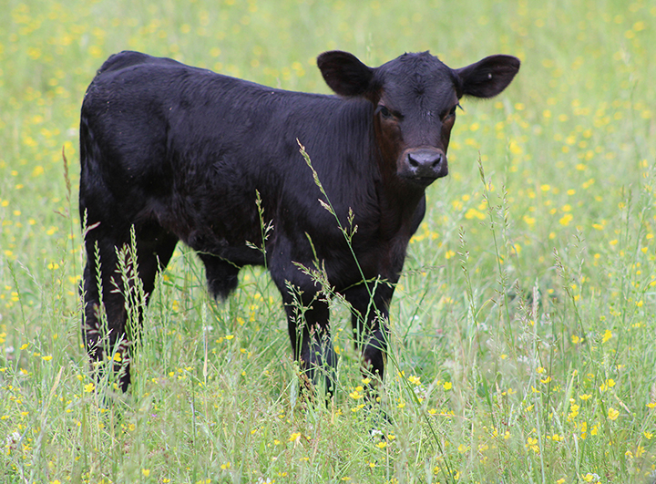 Black calf in high grass