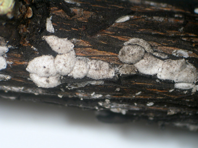 Picture of bark scale adult females