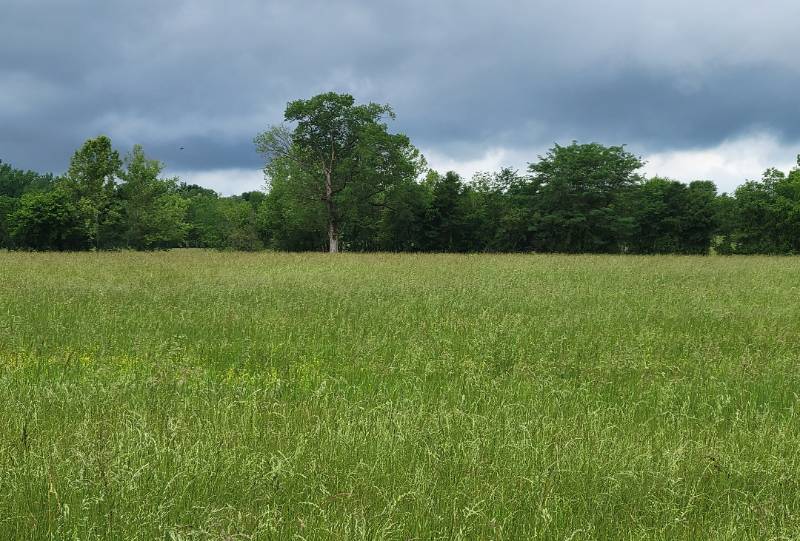 Fescue gone to seed