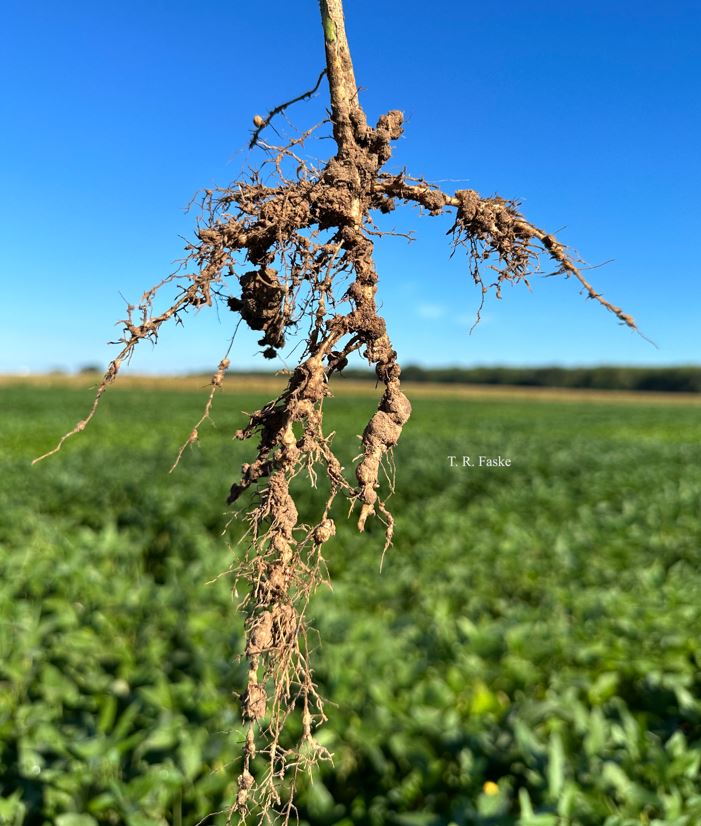 Soybean roots infested with root-knot nematode. Symptoms include large galls throughout the root system.