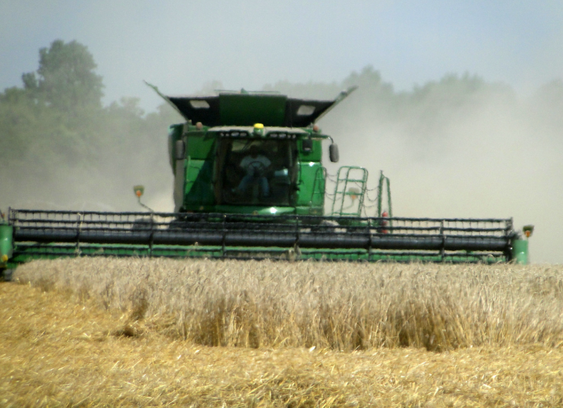 Heat shimmer seen in front of combine harvesting wheat