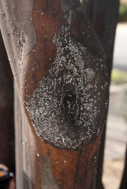 Picture of bark scale