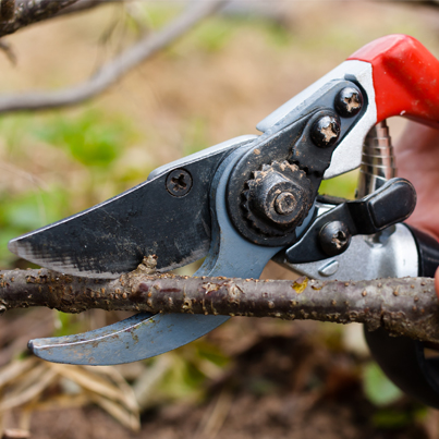 close up of trimmers on a branch