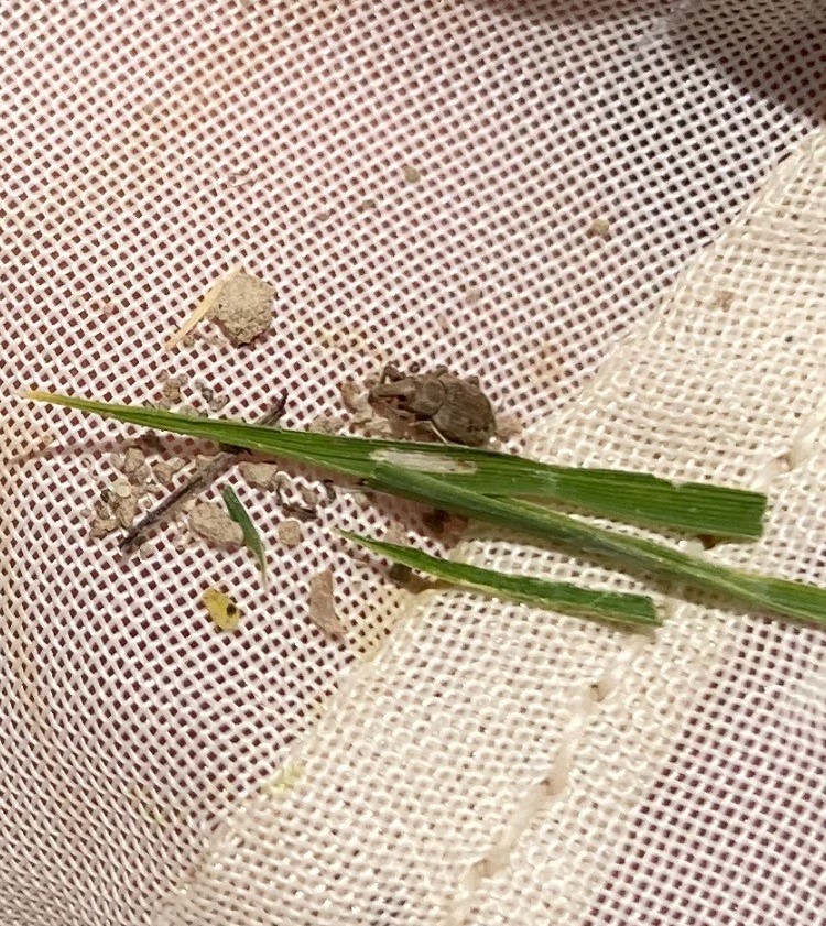 Adult rice water weevil beside a rice leaf with scarring.