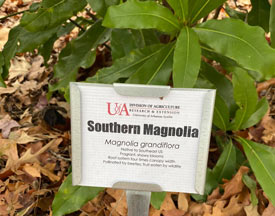 Southern Magnolia at the LRSO Educational Landscape Trail