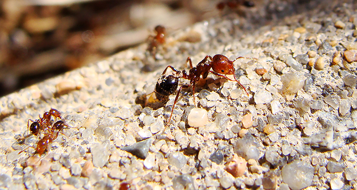 Closeup of fire ants on sidewalk