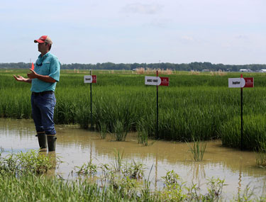 Jarrod Hardke Speaks at Rice Field Day 2019