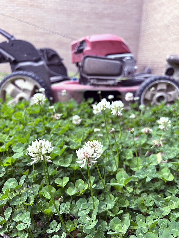 Mower behind a patch of green clover with white globular blooms.
