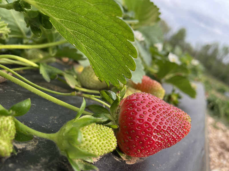 A ripe strawberry on a plant