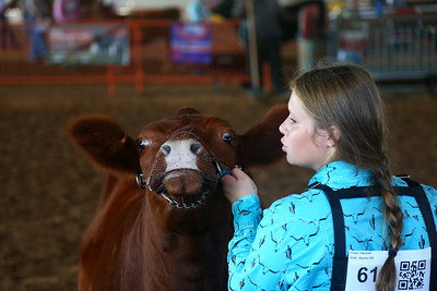 Livestock showing