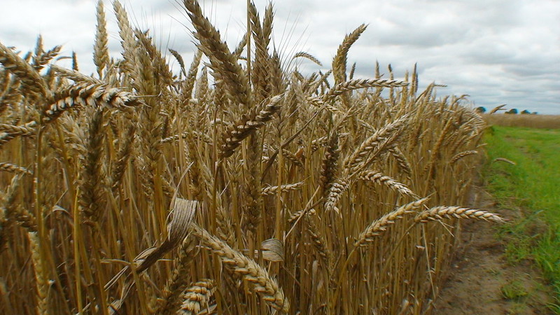 Arkansas wheat field