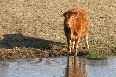 Cattle at watering hole