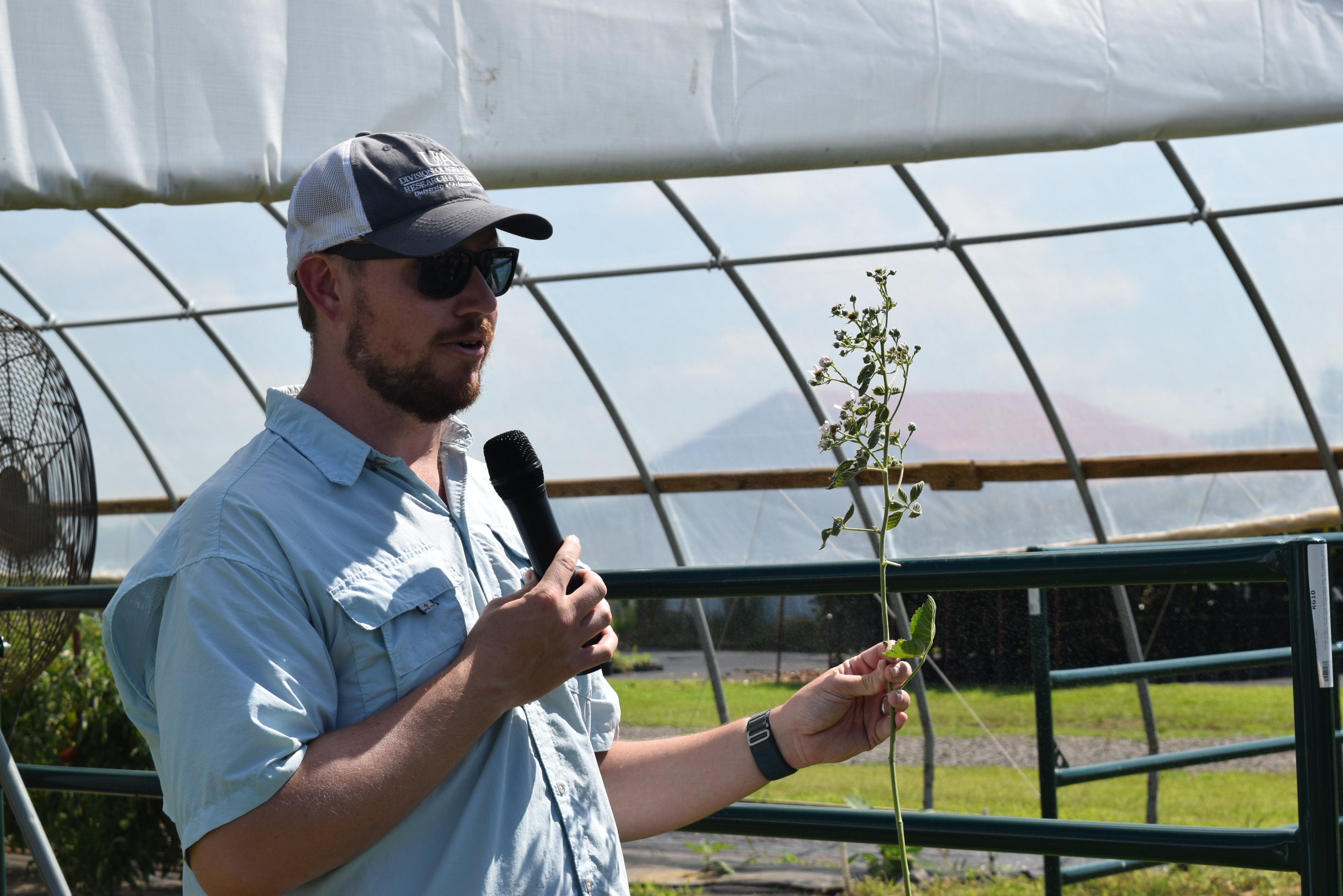 Aaron Cato holds blackberry plant damaged by mites