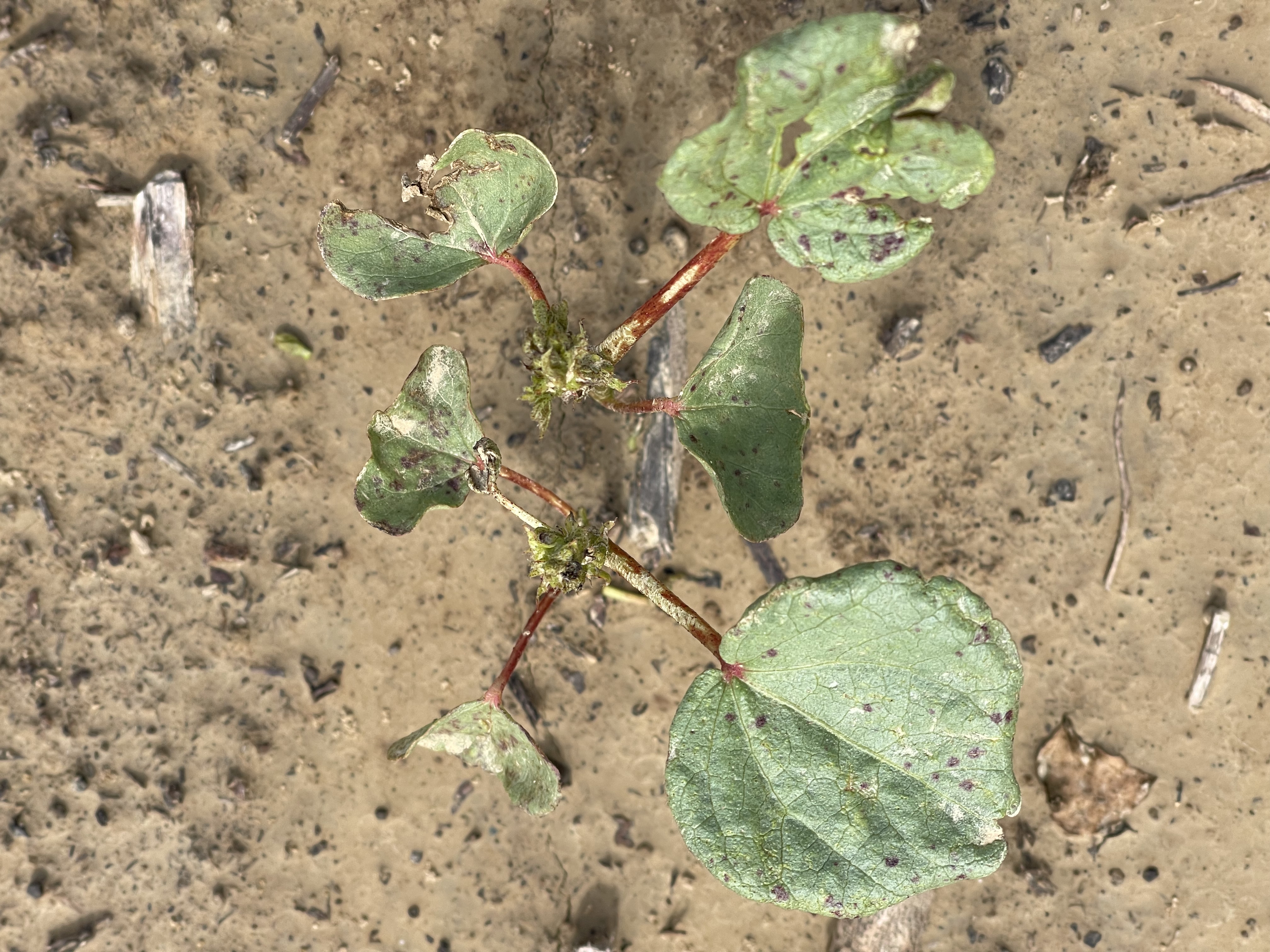 Cotton plant damaged by thrips.