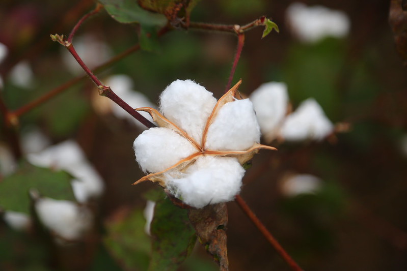 Cotton boll 