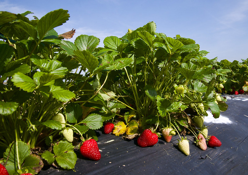 Strawberries on the plant