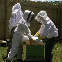 Spring in the Bee yard 