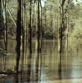 Flood impacts on Arkansas forests 