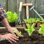 a to z vegtable gardening 