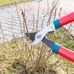 Arkansas Yard and Garden Pruning Resources 