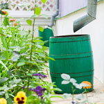 Safe use of rain barrel water 