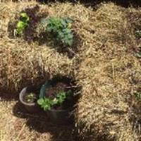 Straw Bale Garden with blooming plants