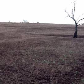 drought striken field in Arkansas with dead tree and grass