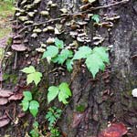 Poison Ivy identification and treatment 