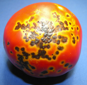diseased tomato with spots