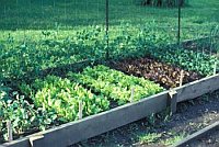 crops in growing boxes crops in growing boxes