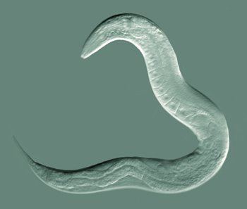 nematode organism under microscope