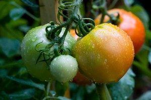 picture of tomatoes on the vine picture of tomatoes on the vine