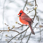 4 tips for more backyard birds in arkansas 