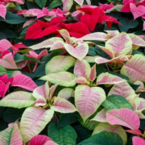 Holiday gardening and decorating tips 