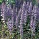 Thumbnail picture of Ajuga (Ajuga reptans) purple flower spikes  Select for larger images and more information.