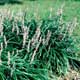 Thumbnail picture of Liriope (Liriope muscari) flower spikes with purple flowers  Select for larger images and more information.