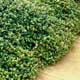 Thumbnail picture of Japanese Star Jasmine (Trachelosphermum asiaticum) groundcover form  Select for larger images and more information.