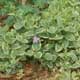 Thumbnail picture closeup of Bigleaf Vinca (Vinca major) leaves and lavender flowers  Select for larger images and more information.