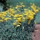 Thumbnail picture of Yarrow (Achillea sp.) yellow flowers  Select for larger images and more information.