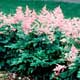 Thumbnail picture of Astilbe (Astilbe sp.) light feathery pink flowers  Select for larger images and more information.