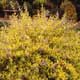 Thumbnail picture of Blue Mist (Caryopteris x clandonensis) form in yellow foliage.  Select for larger images and more information.