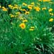 Thumbnail picture of Tickseed (Coreopsis grandiflora) yellow flowers  Select for larger images and more information.