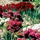 Thumbnail picture of Sweet William (Dianthus barbatus) in various flowers colors from red to white.  Select for larger images and more information.