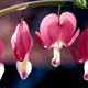 Thumbnail picture closeup of Bleeding Heart (Dicentra spectabilis) red and white flowers  Select for larger images and more information.