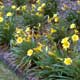 Thumbnail picture of Yarrow (Achillea sp.) yellow flowers  Select for larger images and more information.