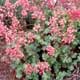 Thumbnail picture of Coral Bells (Achillea sp.) with light reddish flowers  Select for larger images and more information.