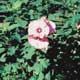 Thumbnail picture closeup of Common Rose Mallow (Hibiscus moscheutos) leaves and white and red flower.  Select for larger images and more information.