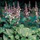 Thumbnail picture of Hosta (Hosta sp.) with purple flower stalks.  Select for larger images and more information.