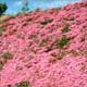 Thumbnail picture of Moss Phlox (Phlox subulata) carpeting a hillside with dark pink flowers  Select for larger images and more information.