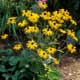 Thumbnail picture of Coneflower (Rudbeckia fulgida) with yellow flowers  Select for larger images and more information.